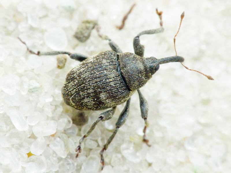 Mogulones abbreviatulus (Fabricius, 1792)